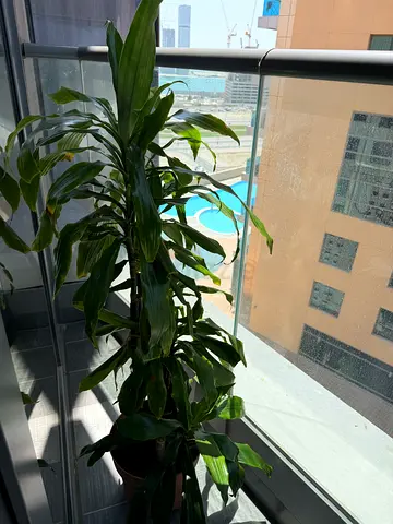 Big healty indoor plant for decoration