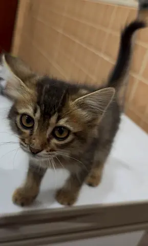 Kittens for free adoptions