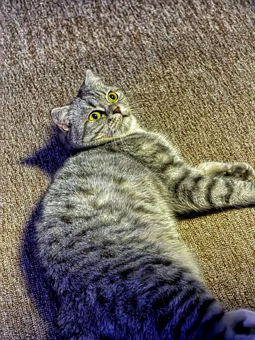 Friendly gray tabby cat available for adoption — calm indoor pet