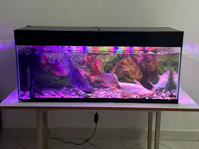 Aquarium with full setup for sale !