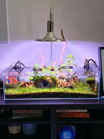 Premium 60cm Complete Planted Shallow Tank Setup – Fully Established  Stocked