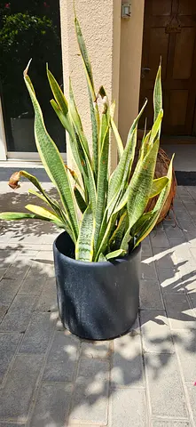 Snake plant in ceramic pot