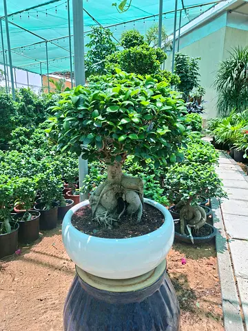 Collection of Potted Garden Plants (Various Sizes) - Well Maintained