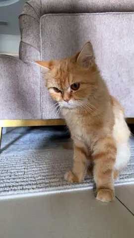 4 year old Friendly female Ginger cat — Ready for a Loving Home