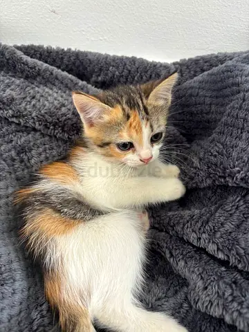Adorable Kittens
