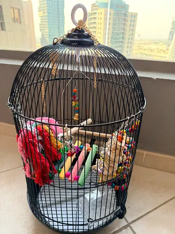 Toys and Food supply for bird
