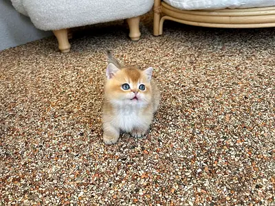 Munchkin kittens