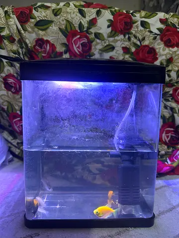 Compact Fish Aquarium with 4 Healthy Fish  Oxygen Pump – Fully Working Setup