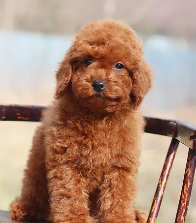 A healthy playful puppy