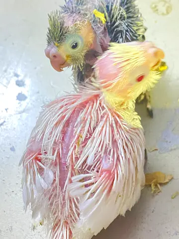 Coktail babies