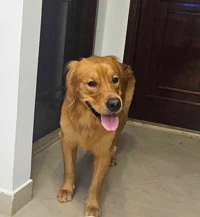 Golden Retriever dog