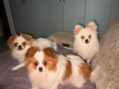 Dogs
