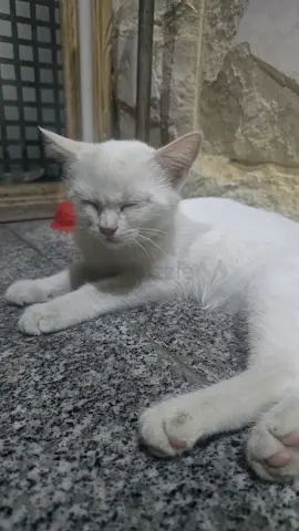Young white kitten Persian cat looking for a new home- Free adoption