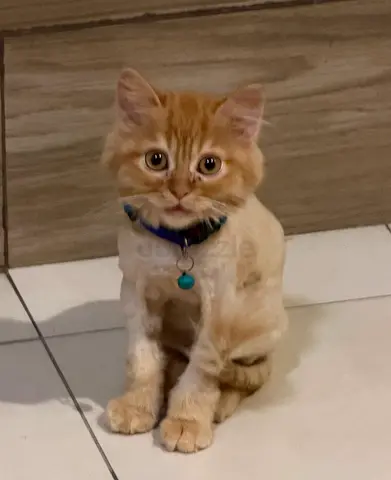 Kitten for free adoption