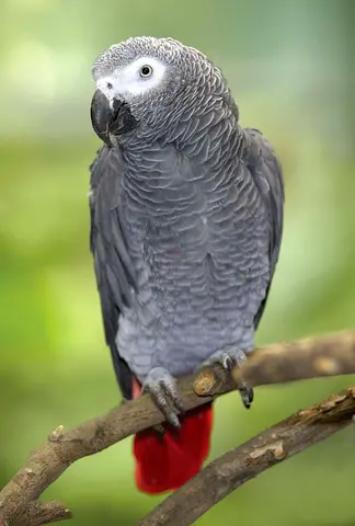 Any African gray casco for adoption