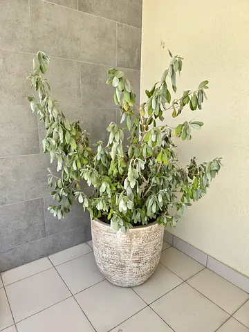 Multiple plants and plants pots!