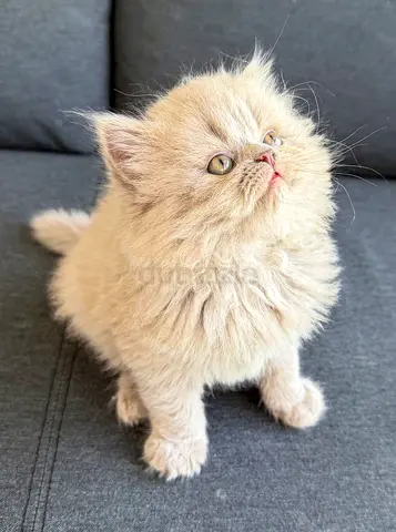 Beautiful and unique British Longhair Kitten