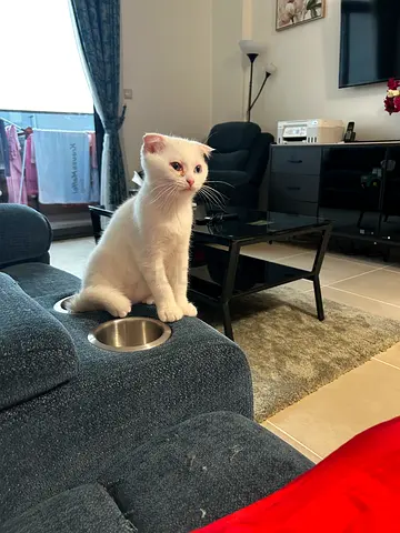 Kitten 6 month old girl turkish angora mix scotish fold
