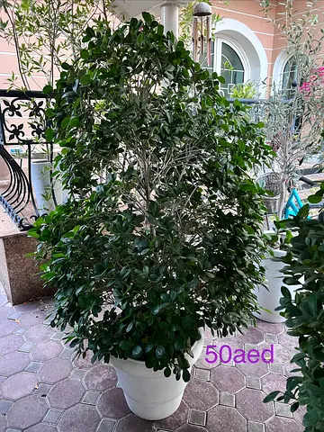 Plants for sale
