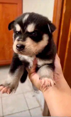 pet