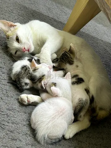 Kittens for adoption