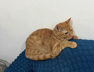 Beautiful Persian Male Cats