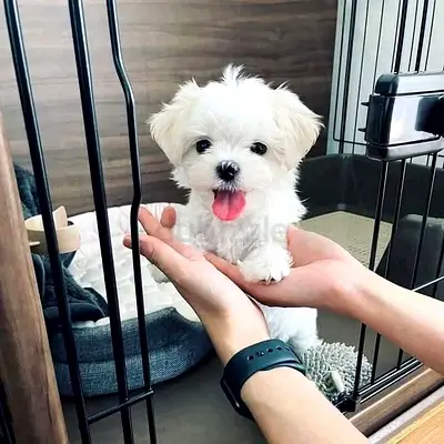 Maltese puppies ready