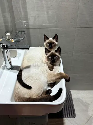 Siamese cats