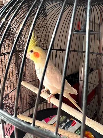 Male cockatiel