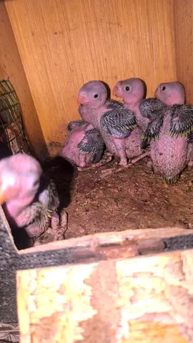 HOME BRED GREEN RING NECK CHICKS