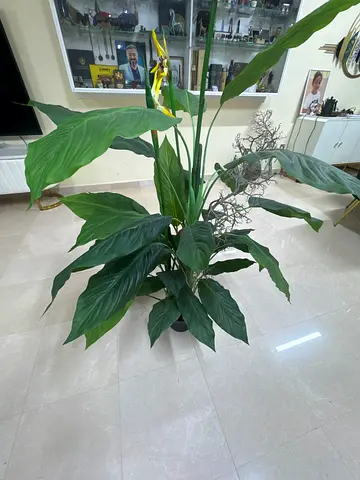 Large Indoor Potted Peace Lily (Spathiphyllum) - Healthy Green Foliage