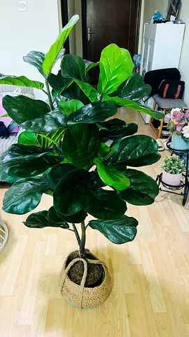 Large Fiddle Leaf Fig (Artificial) in Woven Basket - Ready to Decorate