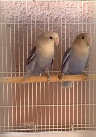 Lovebird
