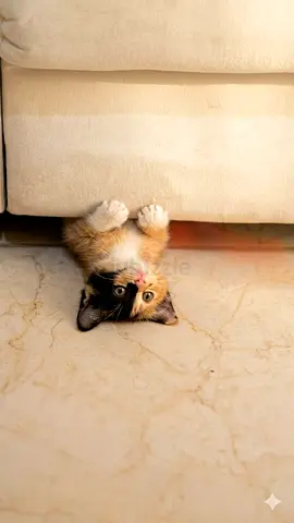 Kitten for adoption