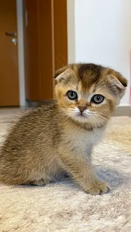 Scottish fold