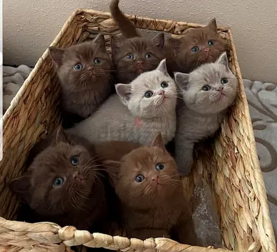 Adorable purebred kittens