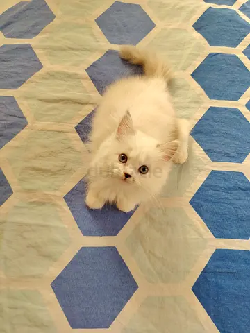 Pure Ragdoll Kitten