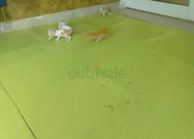 3 playful kittens — ready for adoption