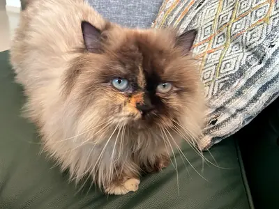Persian Himalayan Cat for free adoption