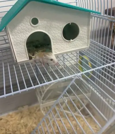 Pets