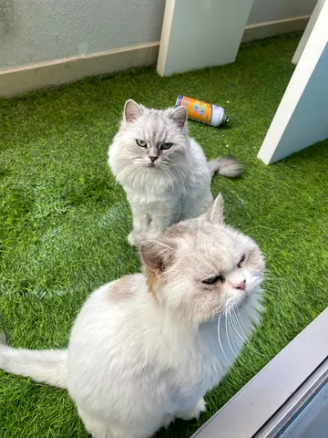 Persian cats looking for forever home