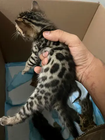 2 months old Bengal kittens