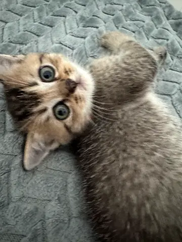 Playful young kitten looking for a new home