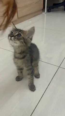 Beautiful persian kitten 3 months old