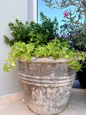 ✨ Authentic Aged Planters with Plants – MUST GO