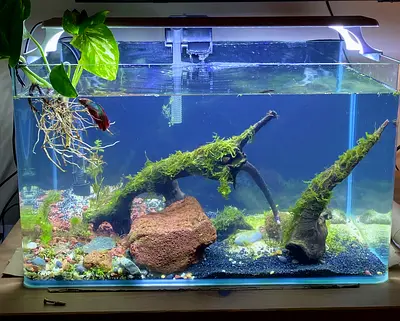 50 cm Complete Aquarium Setup – Fully Aquascaped