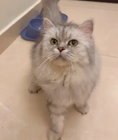 Persian car for adoption