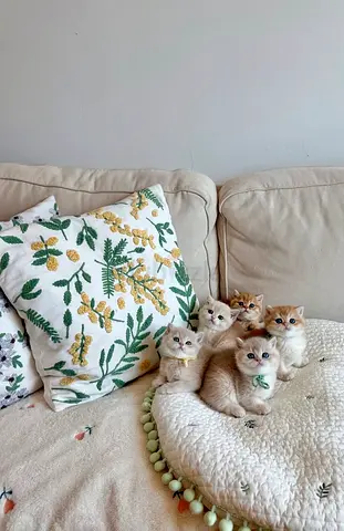 British shorthair kittens