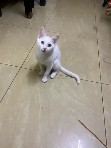 Free adoption cat