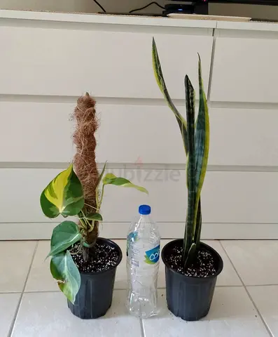 Take all 2 easy to take care  indoor plants  50 dhs only     Collect at Discovery gardens